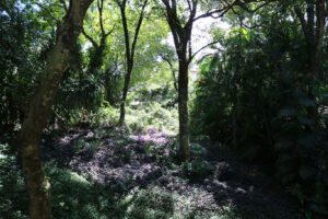 verde como vizinho