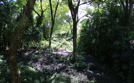 verde como vizinho